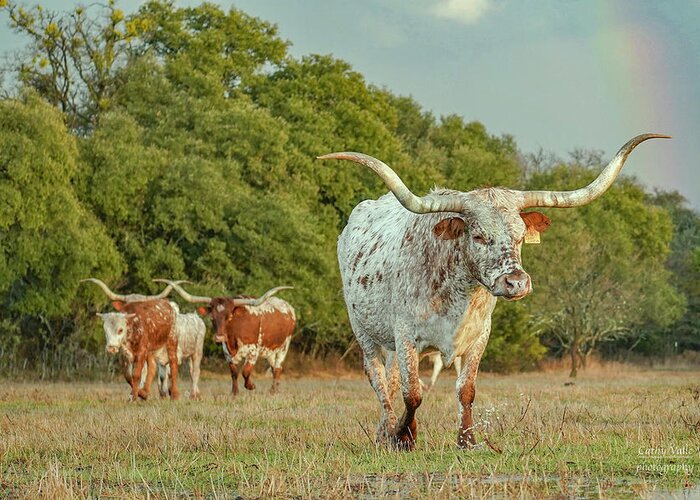 Texas Longhorn Cow Picture Greeting Card featuring the photograph Texas longhorn cow under a rainbow by Cathy Valle