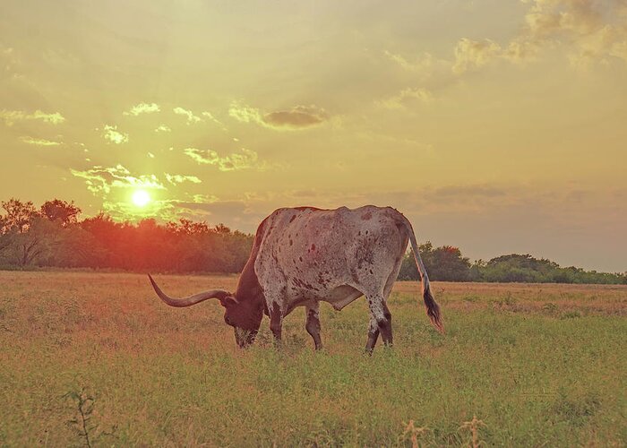 Texas Longhorn Steer Picture Greeting Card featuring the photograph Texas longhorn steer grazing in the Texas sunset by Cathy Valle
