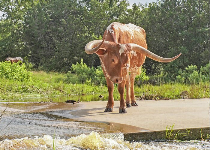 Texas Longhorn Steer Greeting Card featuring the photograph Texas longhorn steer - Maxie Moo by Cathy Valle