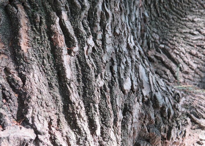  Greeting Card featuring the photograph Texture - Tree Bark by Raymond Fernandez
