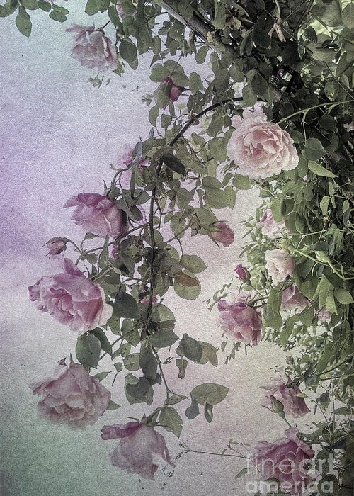 Floral Greeting Card featuring the photograph Textured Hanging Roses by Elaine Teague