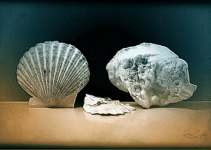 Shells Greeting Card featuring the photograph Textures From The Sea by Rene Crystal