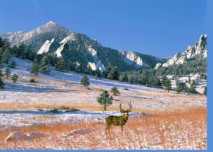 Color Image Greeting Card featuring the photograph Thanksgiving Buck by Mark Miller