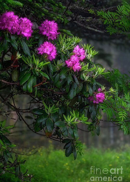 Rhododendron Greeting Card featuring the photograph The Beauty of Roan Mountain by Shelia Hunt