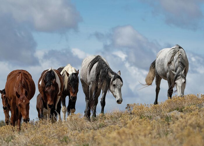 Wild Horses Greeting Card featuring the photograph The Best View by Mary Hone