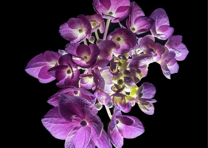 Bigleaf Hydrangea Greeting Card featuring the photograph Finale in Purple by Kevin Suttlehan