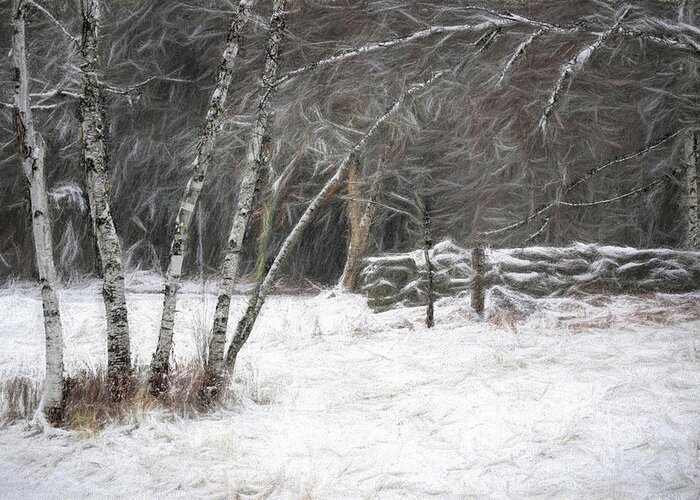 Birch Greeting Card featuring the photograph The Birches of Orris Road by Wayne King