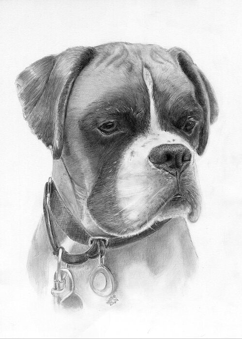 Boxer Greeting Card featuring the drawing The Boxer by Lauren Bellon
