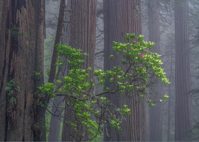 Redwoods Greeting Card featuring the photograph The Branch by Chuck Jason