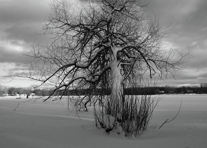 Snow Greeting Card featuring the photograph The calm after the storm by Carl Marceau