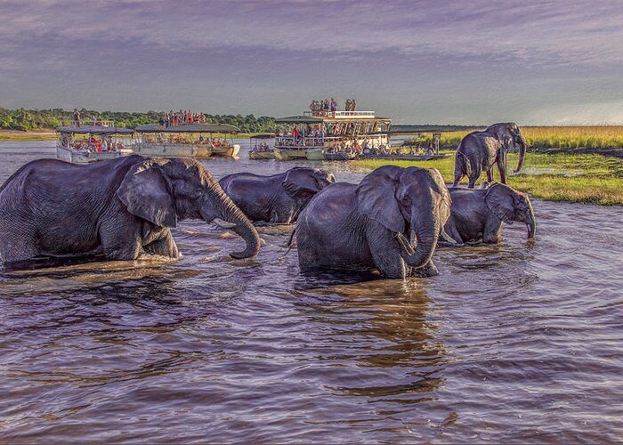 Chobe National Park Greeting Card featuring the photograph The Crossing by Marcy Wielfaert