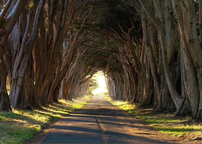 Cypresstrees Greeting Card featuring the photograph The Cypress Tree tunnel by Bryan Xavier