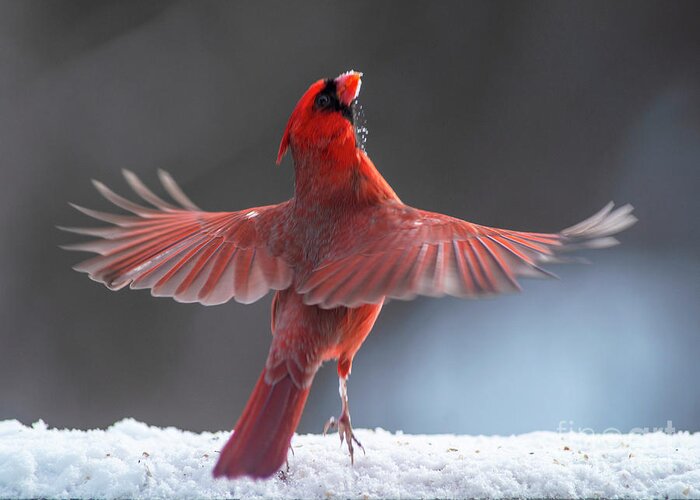 Cardinal Greeting Card featuring the photograph The Dance by Jane Axman