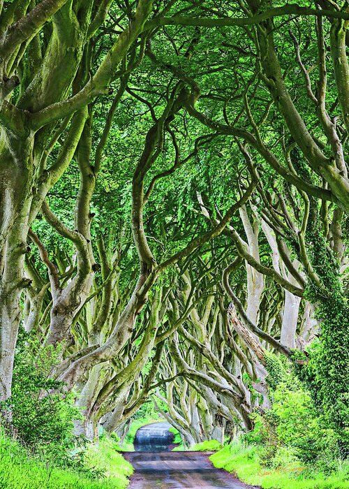 North Ireland Greeting Card featuring the photograph The Dark Hedges by Dan McGeorge