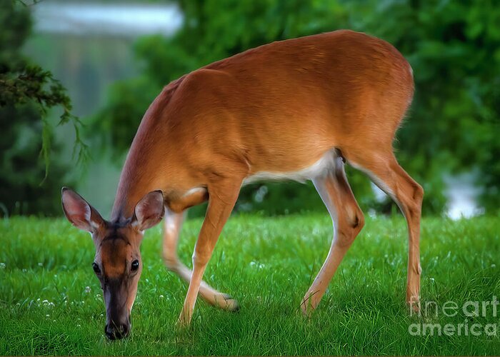 Deer Greeting Card featuring the photograph The Deer by Shelia Hunt
