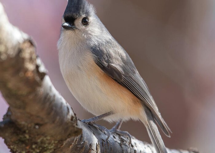 Tufted Titmouse Greeting Card featuring the photograph The Elegant Titmouse by Lara Ellis