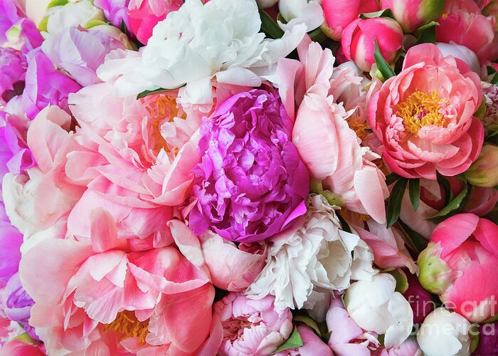 Peonies Greeting Card featuring the photograph The Embrace of Spring by Marilyn Cornwell