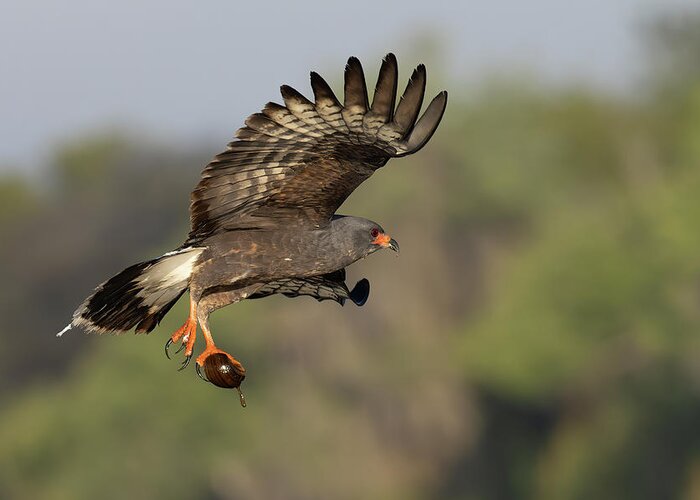 Snail Kite Greeting Card featuring the photograph The Escape by RD Allen