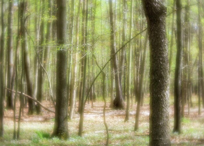 Zen Greeting Card featuring the photograph The Forest Beckons by Liz Albro