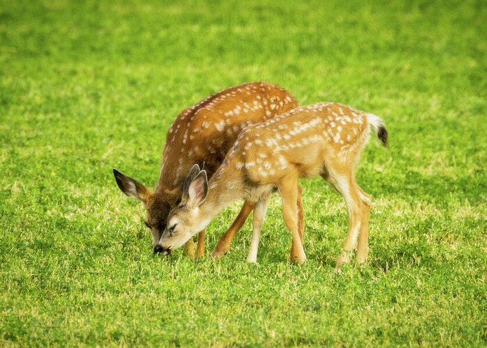 Grass Greeting Card featuring the photograph The Grass is Greener by Mike Lee