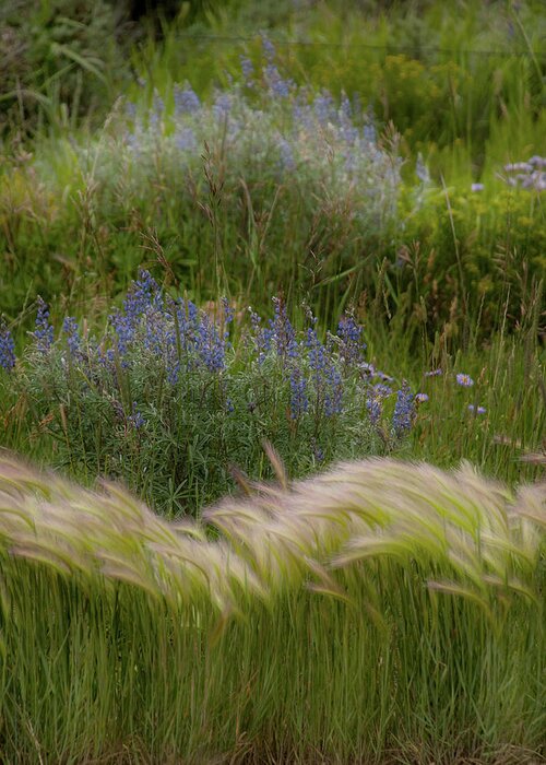 Grasses Greeting Card featuring the photograph The Grasses by Jolynn Reed