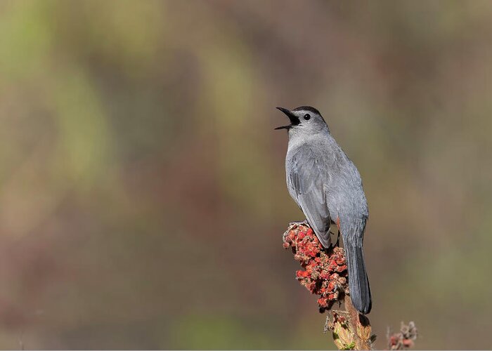 Grey Bird Greeting Card featuring the photograph The gray catbird by Mircea Costina Photography