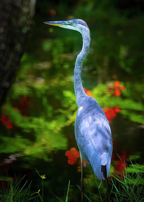 Great Blue Heron Greeting Card featuring the photograph The Great Blue Heron by Mark Andrew Thomas
