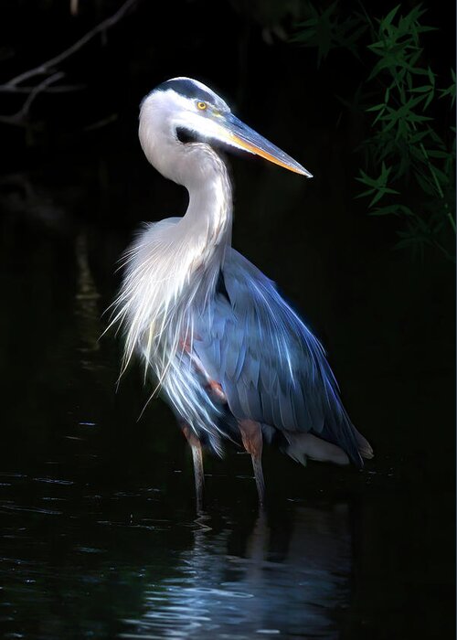 Great Blue Heron Greeting Card featuring the photograph The Great Heron by Mark Andrew Thomas