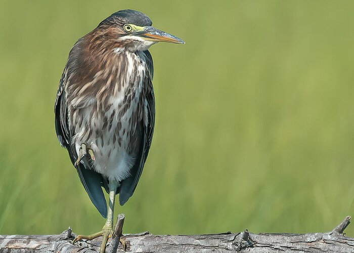 Green Heron Greeting Card featuring the photograph The Green Heron by Sylvia Goldkranz