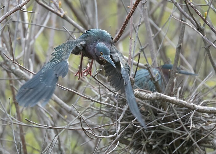 Green Heron Greeting Card featuring the photograph The Green Heron's Nest by Wade Aiken