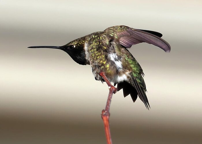 Hummingbird Greeting Card featuring the photograph The Guard by Shane Bechler