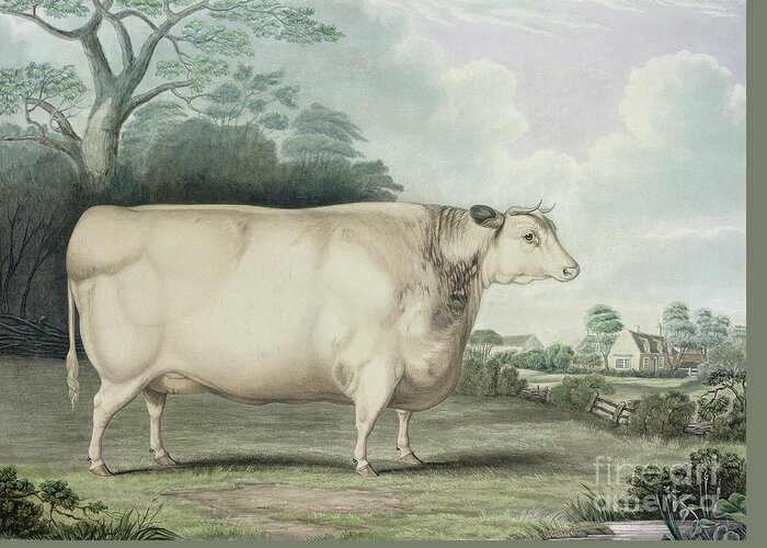 Agriculture Greeting Card featuring the painting The Habertoft Short Horned Prize Cow by B Hubbard
