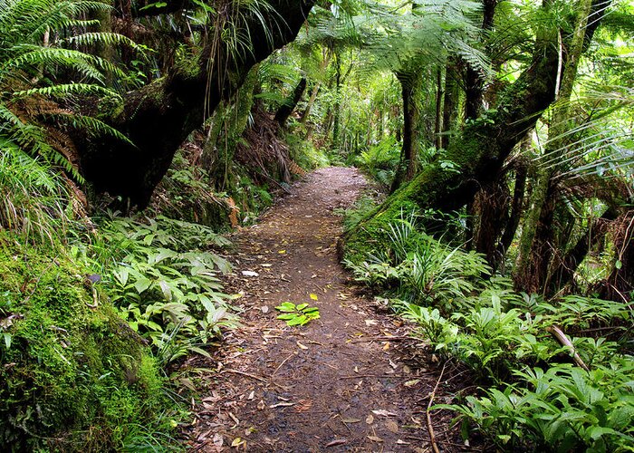 Hiking Greeting Card featuring the photograph The Hike - Auckland, New Zealand by Kenneth Lane Smith