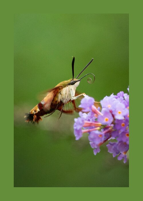 Cool Greeting Card featuring the photograph The Hummingbird Moth by Linda Bonaccorsi