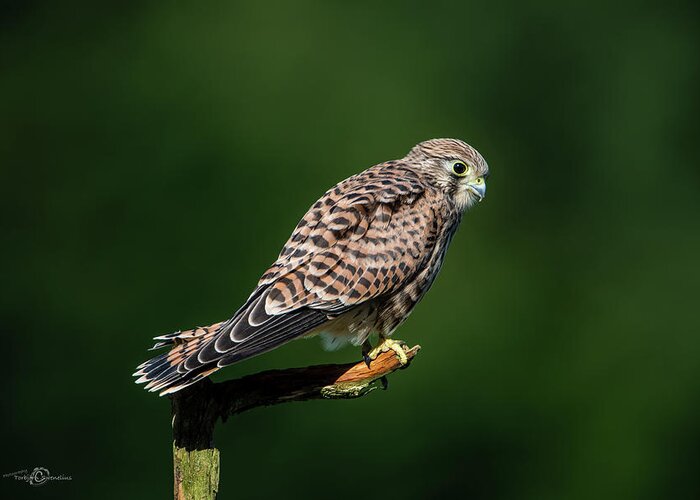 Kestrel Greeting Card featuring the photograph The hunting position in profile for the young kestrel by Torbjorn Swenelius
