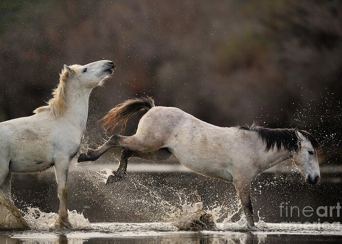 Salt River Wild Horses Greeting Card featuring the photograph The Kick 2 by Shannon Hastings