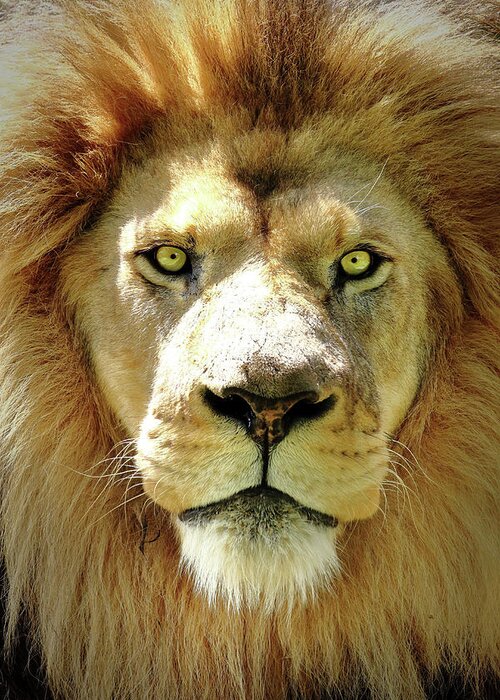 Lion Greeting Card featuring the photograph The King by Lens Art Photography By Larry Trager