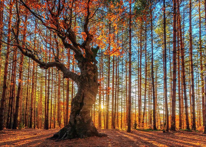 Belintash Greeting Card featuring the photograph The King Of the Trees by Evgeni Dinev