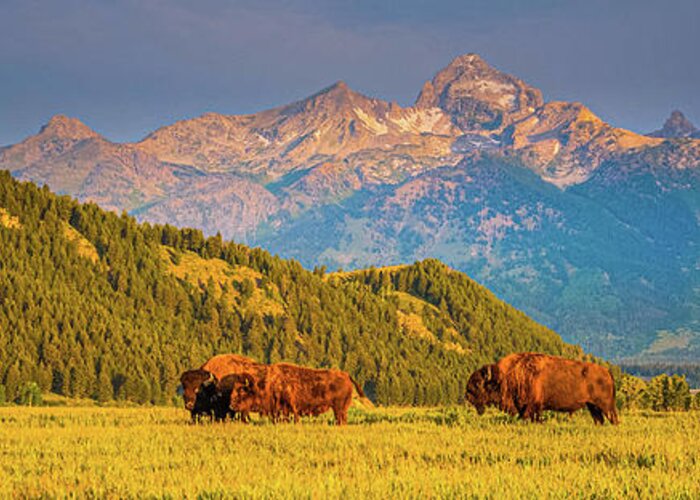 Buffalo Greeting Card featuring the photograph The Land Is Theirs by Rob Hemphill