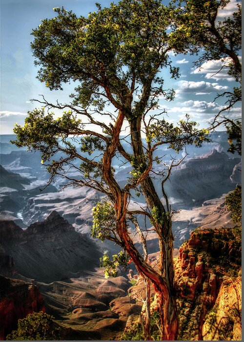 Grand Canyon Greeting Card featuring the photograph The last of its kind by Micah Offman