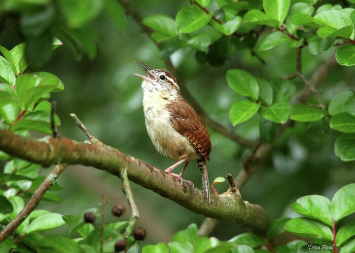 Birds Greeting Card featuring the photograph The Little Singing Wren by Trina Ansel