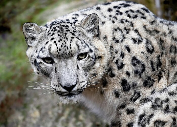 Zoo Greeting Card featuring the photograph The Look - Snow Leopard by Gary Geddes