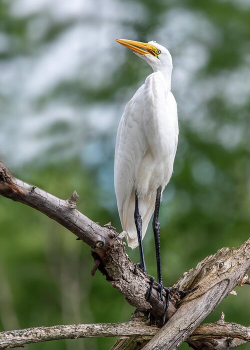 Egret Greeting Card featuring the photograph The Magestic Egret by Regina Muscarella