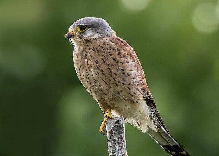 Kestrel Greeting Card featuring the photograph The male Kestrel hunting on top of a round pole by Torbjorn Swenelius