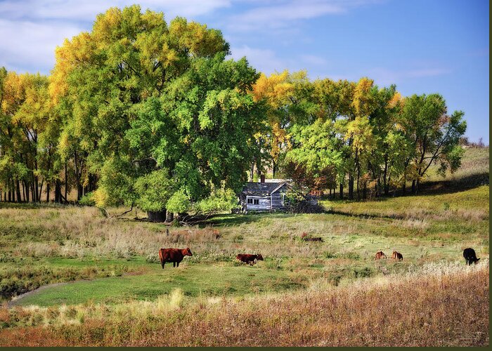 Abandoned Greeting Card featuring the photograph The Old Buchta Place - abandoned homestead on ND prairie with Simmental cattle grazing by Peter Herman