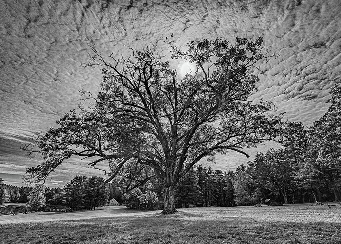 Maine Swan Island Oak Tree Greeting Card featuring the photograph The Old Oak Tree by David Hufstader