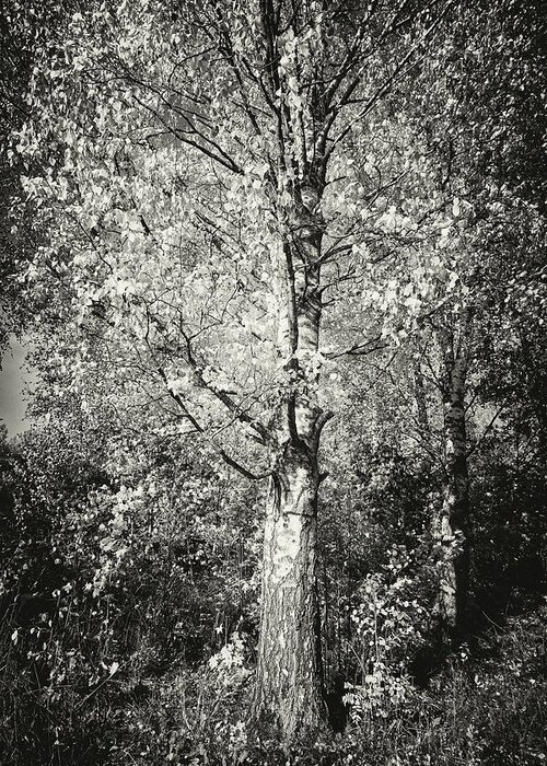Finland Greeting Card featuring the photograph The old yellow birch in bw by Jouko Lehto