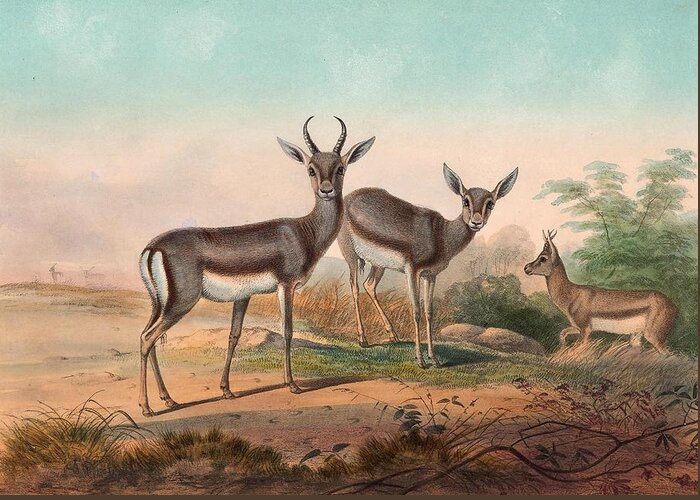  Greeting Card featuring the drawing The Persian Gazelle by Joseph Wolf German