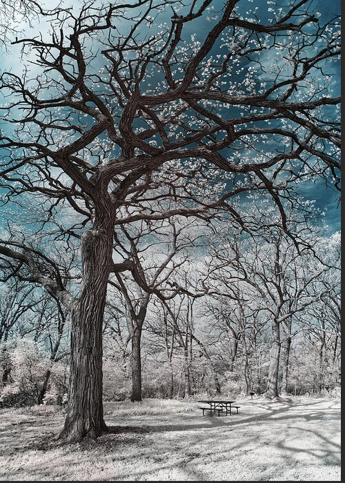 Oak Greeting Card featuring the photograph The Picnic Oak - Oak leafing out at Lake Kegonsa state park with picnic table in infrared by Peter Herman