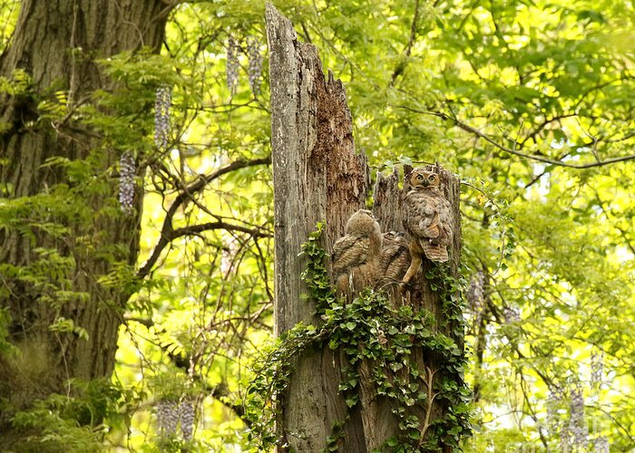Bubo Greeting Card featuring the photograph The prettiest owl nest by Heather King